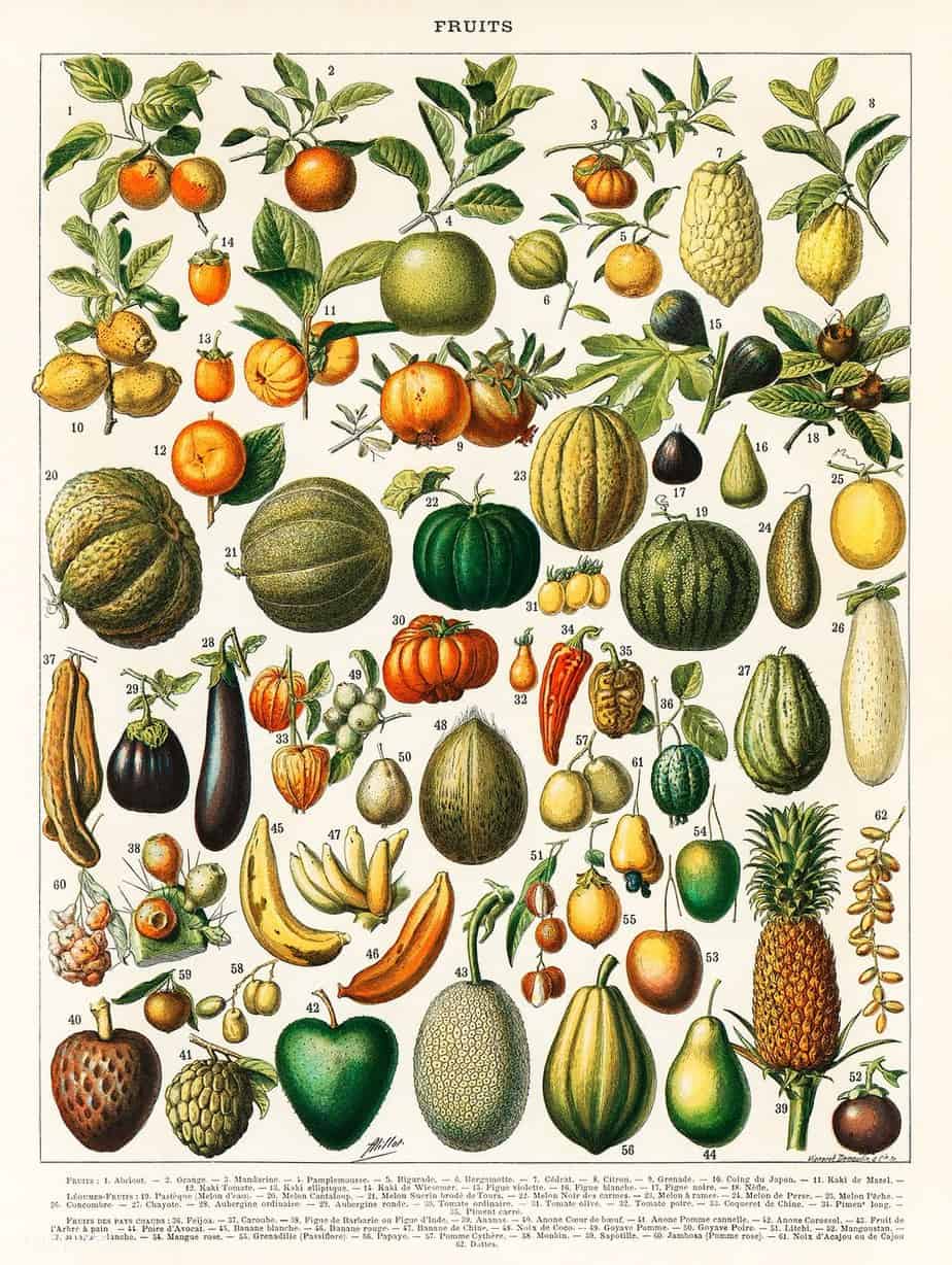 Adolphe Millot illustration of a wide variety of fruits and vegetables from Nouveau Larousse Illustre, (1898) fruits and vegetables