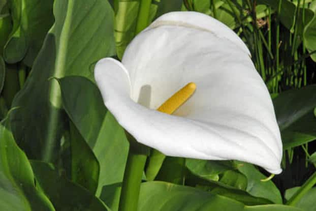 Arum Lily