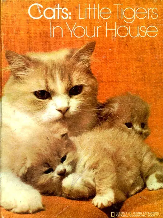 cats-little-tigers-in-your-house