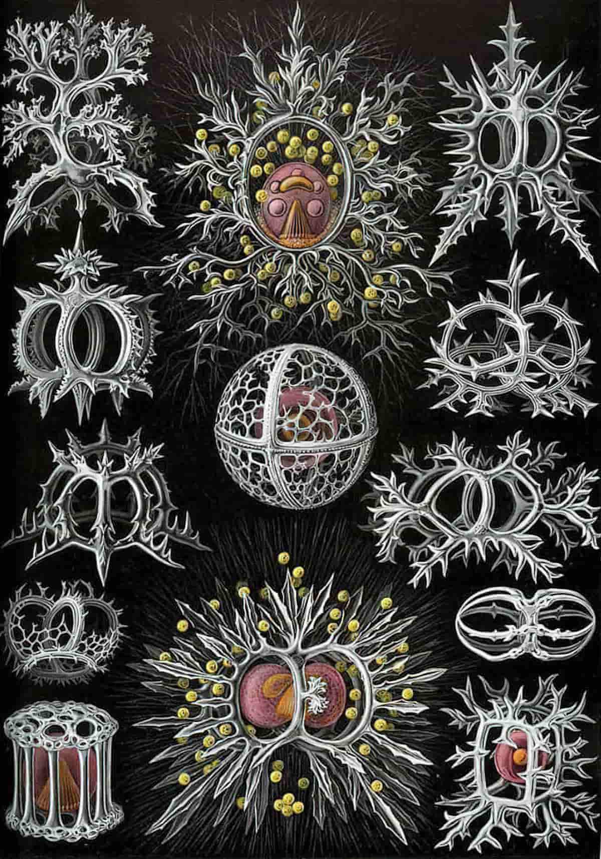 Ernst Haeckel, (German, 1834-Jena, August 8, 1919), Illustration No. 71, Stephoidea from Art forms in Nature, 1904