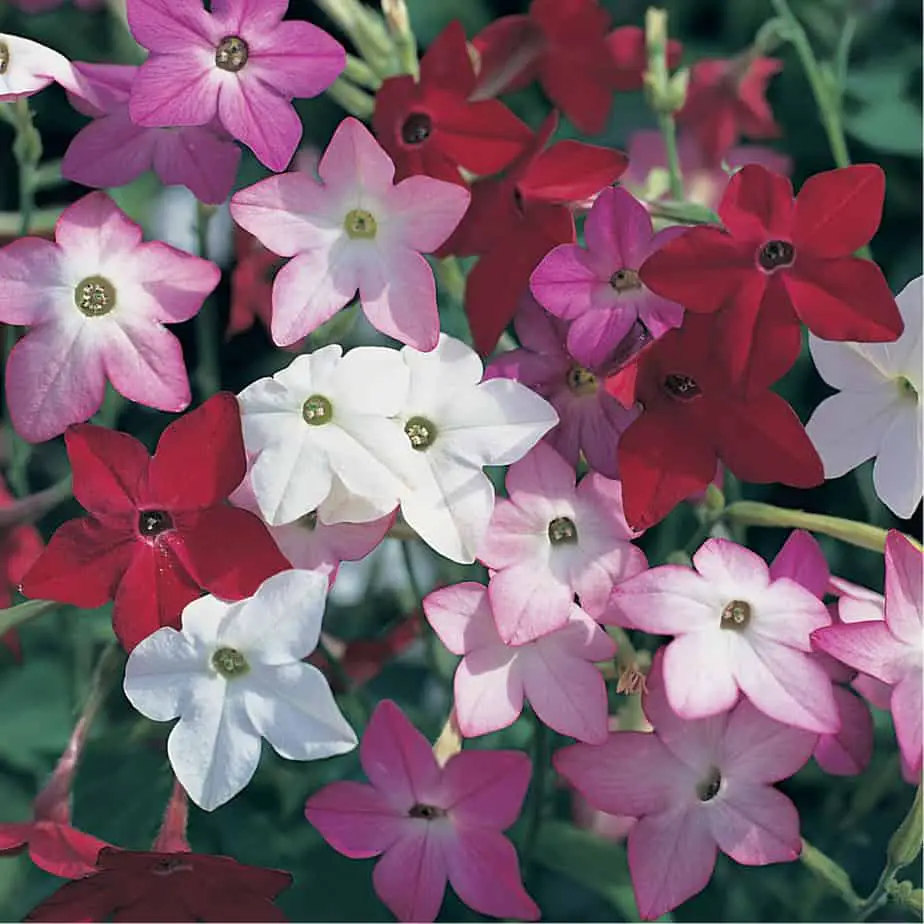 Nicotiana grows in the Wrysons' garden.