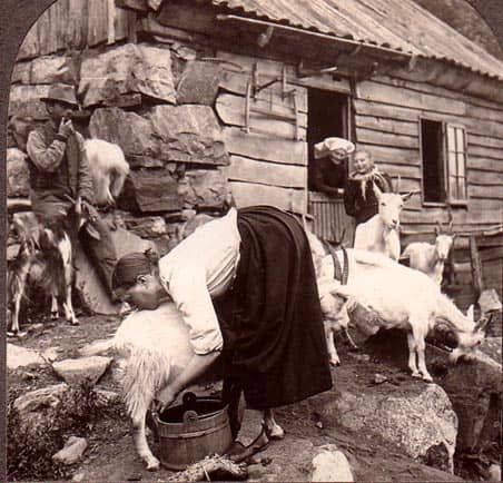 goat-in-norway-1800s