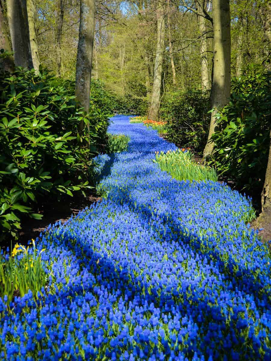 [Hình: River-of-Flowers-Keukenhof-Netherlands.jpg]