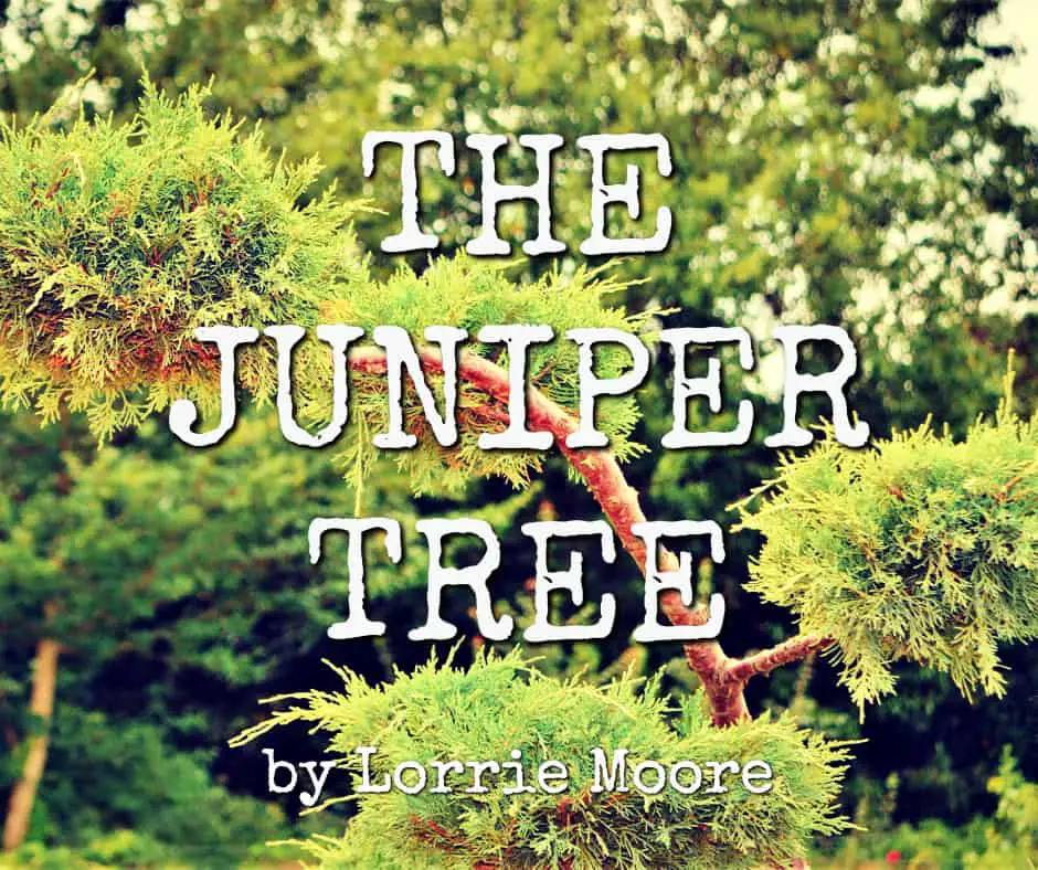 the juniper tree