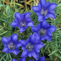 gentian