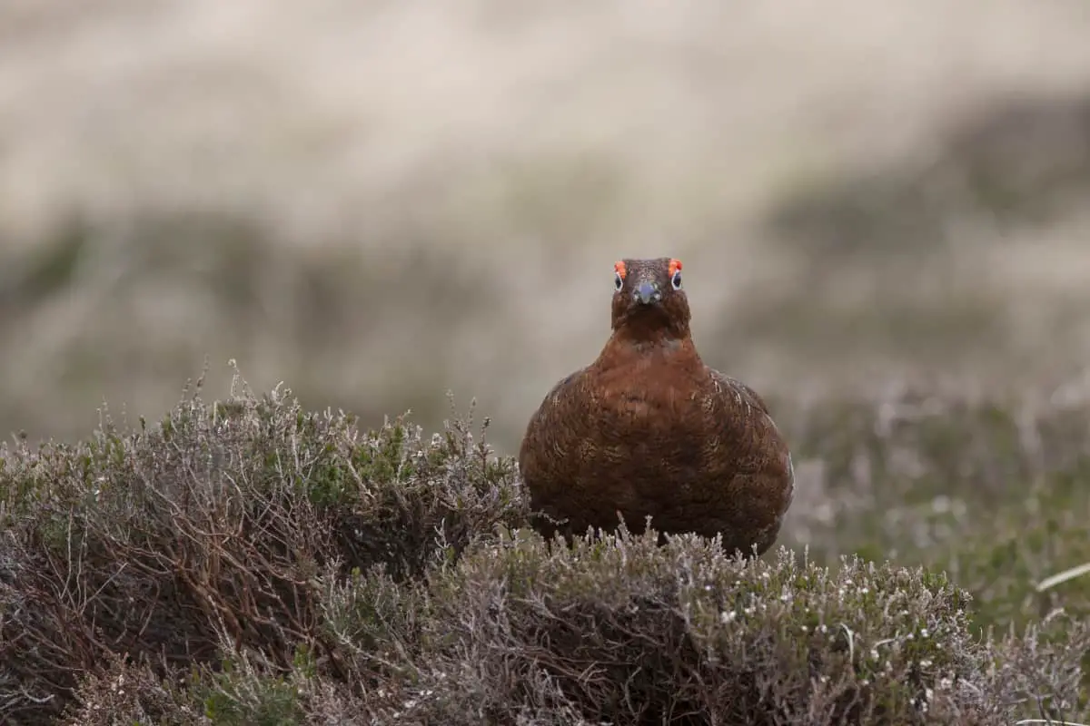 grouse