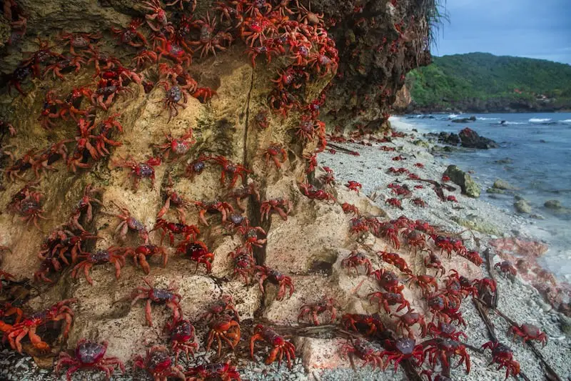many crabs climbing on rock at seashore