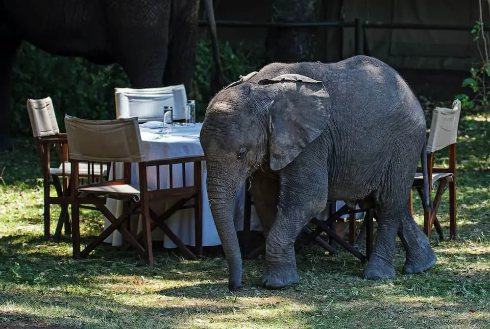 a baby elephant walks past an outdoor dining set