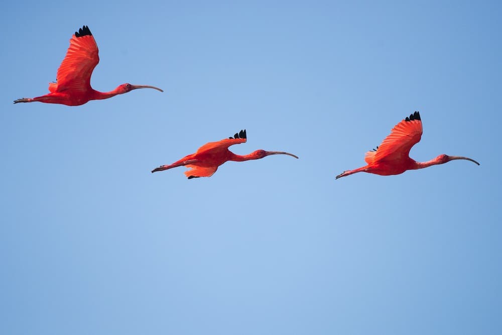 three scarlet ibis flying