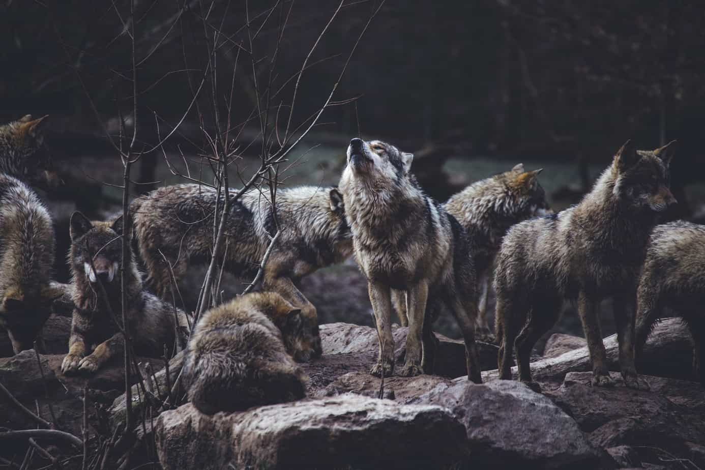 Werewolves In Storytelling