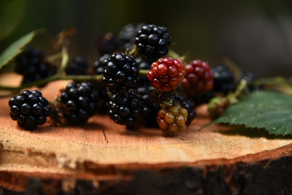 blackberries