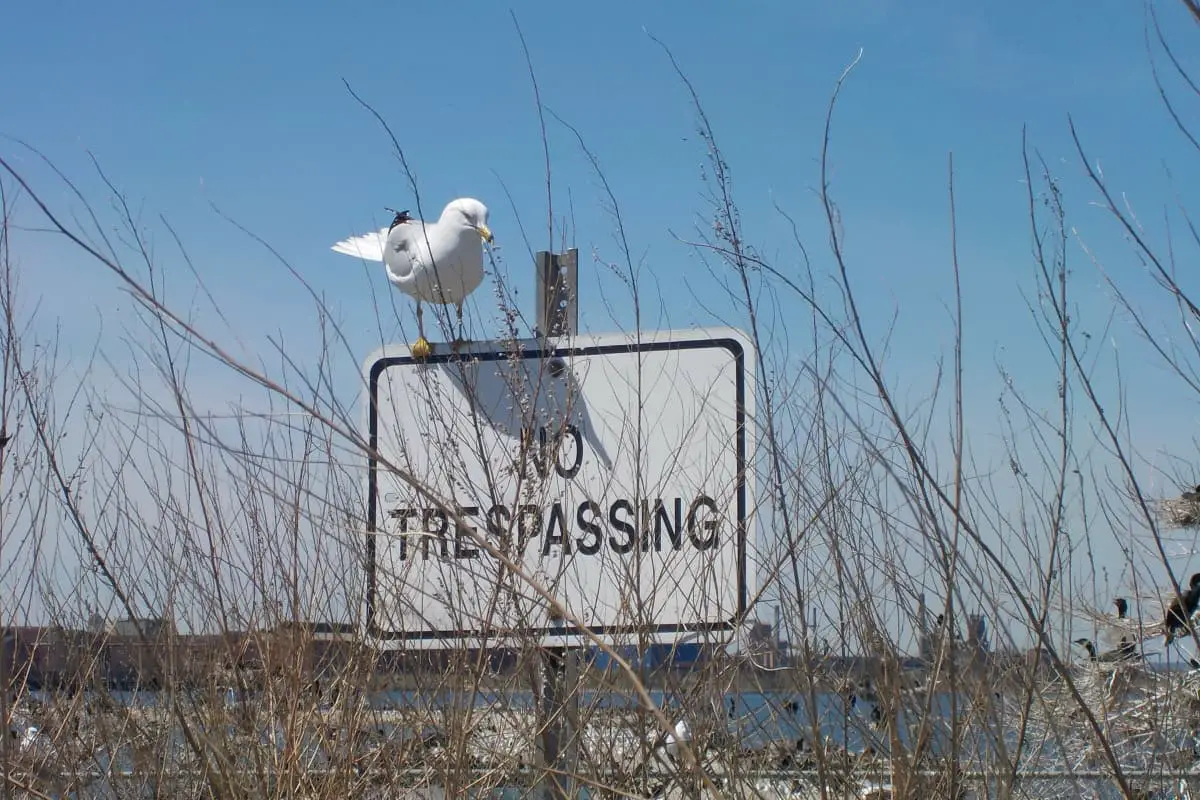 no trespassing seagull