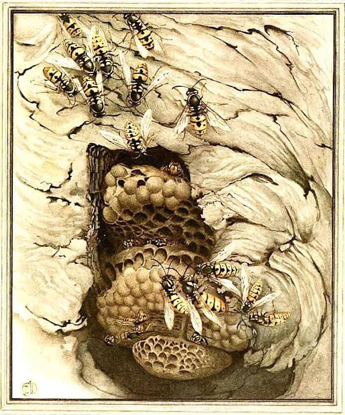 Edward Detmold illustration from 'Fabre's Book of Insects', 1921 cutaway