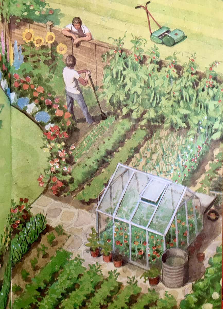 Garden illustration-for Ladybird by Harry Wingfield
