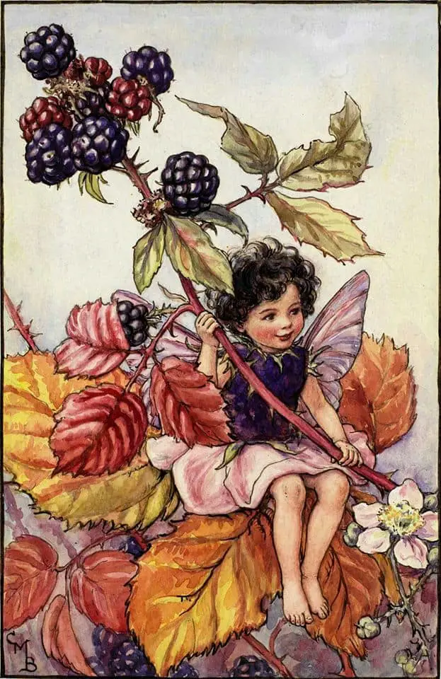 Cicely Mary Barker (1895 - 1973)  The Blackberry Fairy Flower Fairies of the Autumn