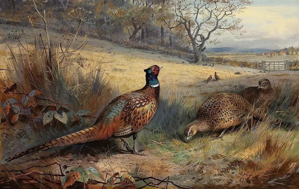 Archibald Thorburn, naturalist illustrator - Pheasants