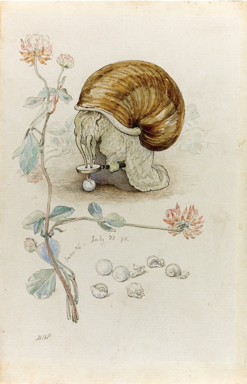 Beatrix Potter 'A Snail and its Young' 1898 ink, watercolour snail