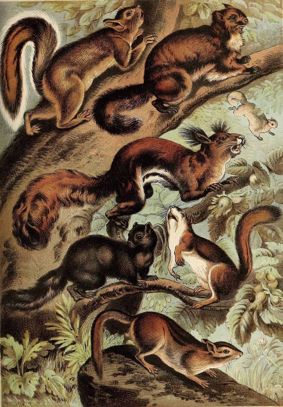 Illustration from Johnson's Household Book of Nature (1880) squirrels