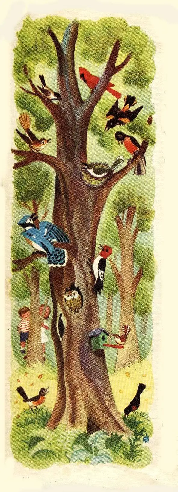 Jane Werner (1914-2005) and Cornelius De Witt (1925-1970) collaborated and produced this 1949 book called- Words How They Look and What They Tell birds in tree