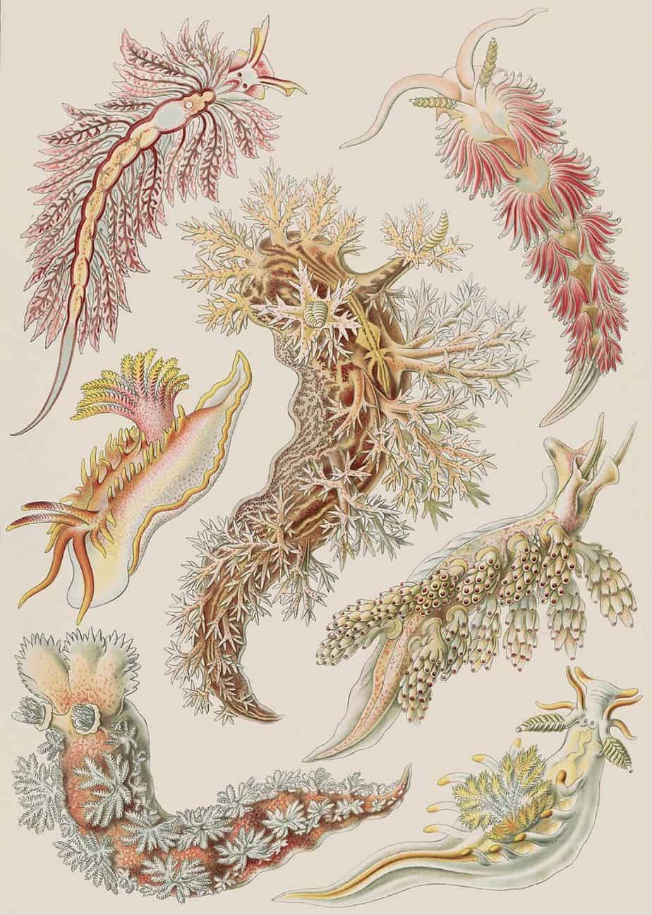 Nudibranchia - Ernst Haeckel - 1904 creepy plant things