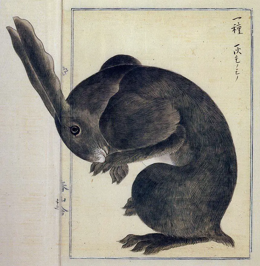 Takagi Haruyama, hare, Edo period,  1850’s