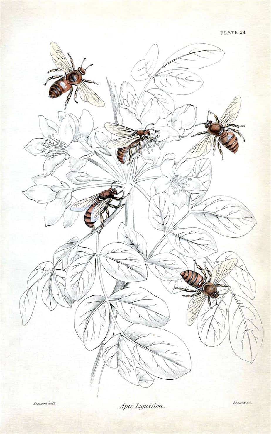 Apis Ligustica bees print- Original hand-colored engraving from “The Naturalist's Library” by Sir. William Jardine Published 1840 by Edinburg