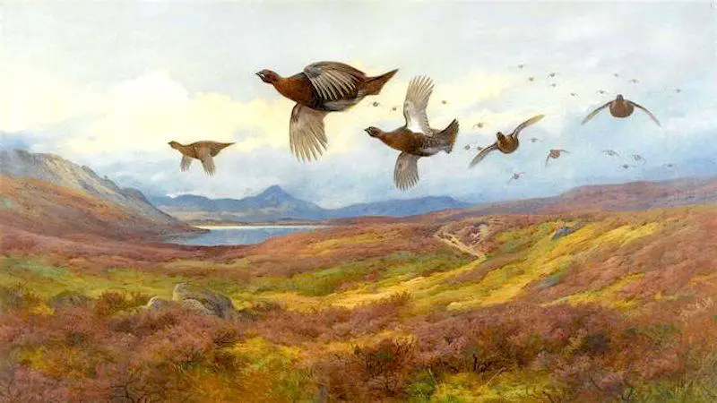 Archibald Thorburn (1860 - 1935) Swerving from the guns, red grouse