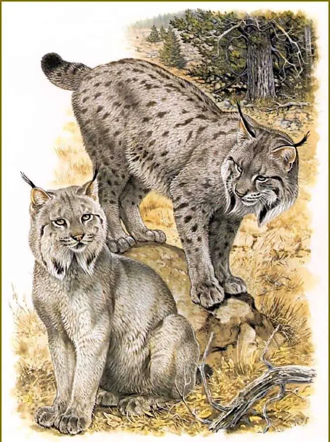 Canadian Lynx by Robert Dallet (1923-2006)