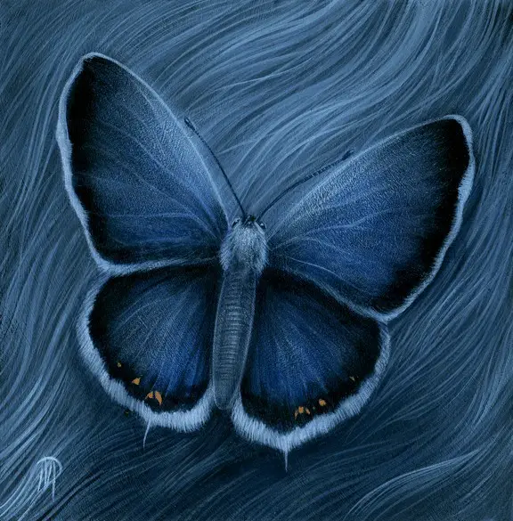 Dan May moth