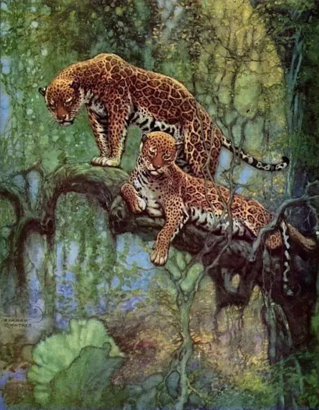 Nature Magazine cover illustration,1932 Two Leopards in a Tree by Herman Rountree