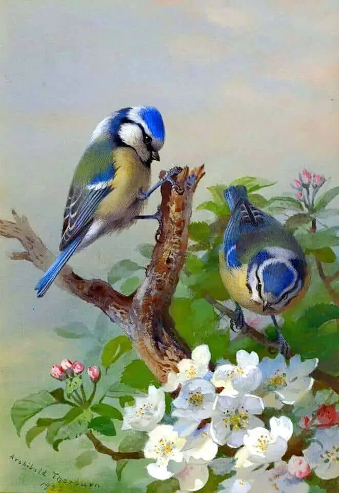 Archibald Thornburn, 1923, Spring Bluebirds on flower tree