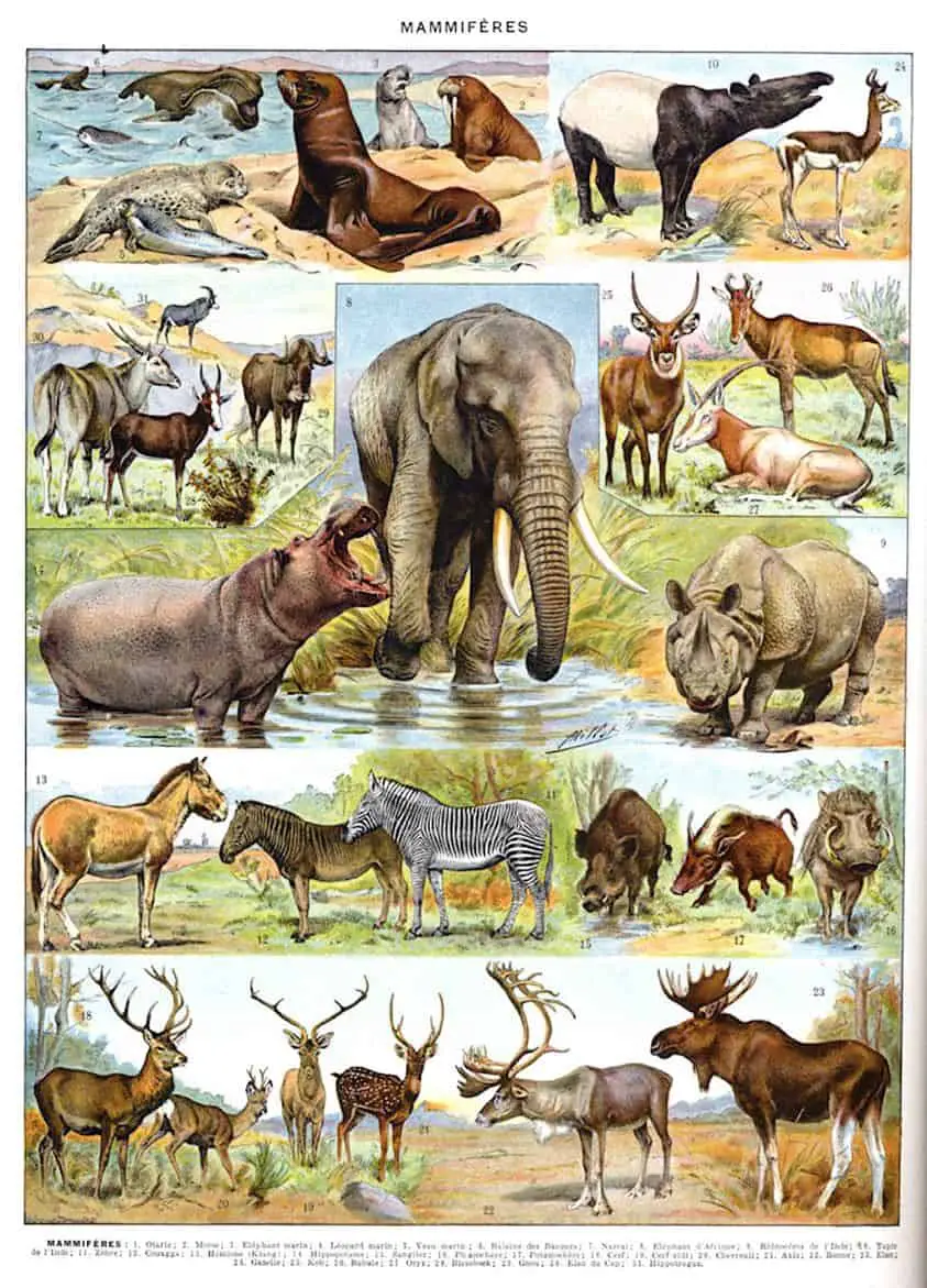 Adolph Millot-Mammals New Larousse Illustrated Universal Dictionary, between 1897 & 1907 wild animals