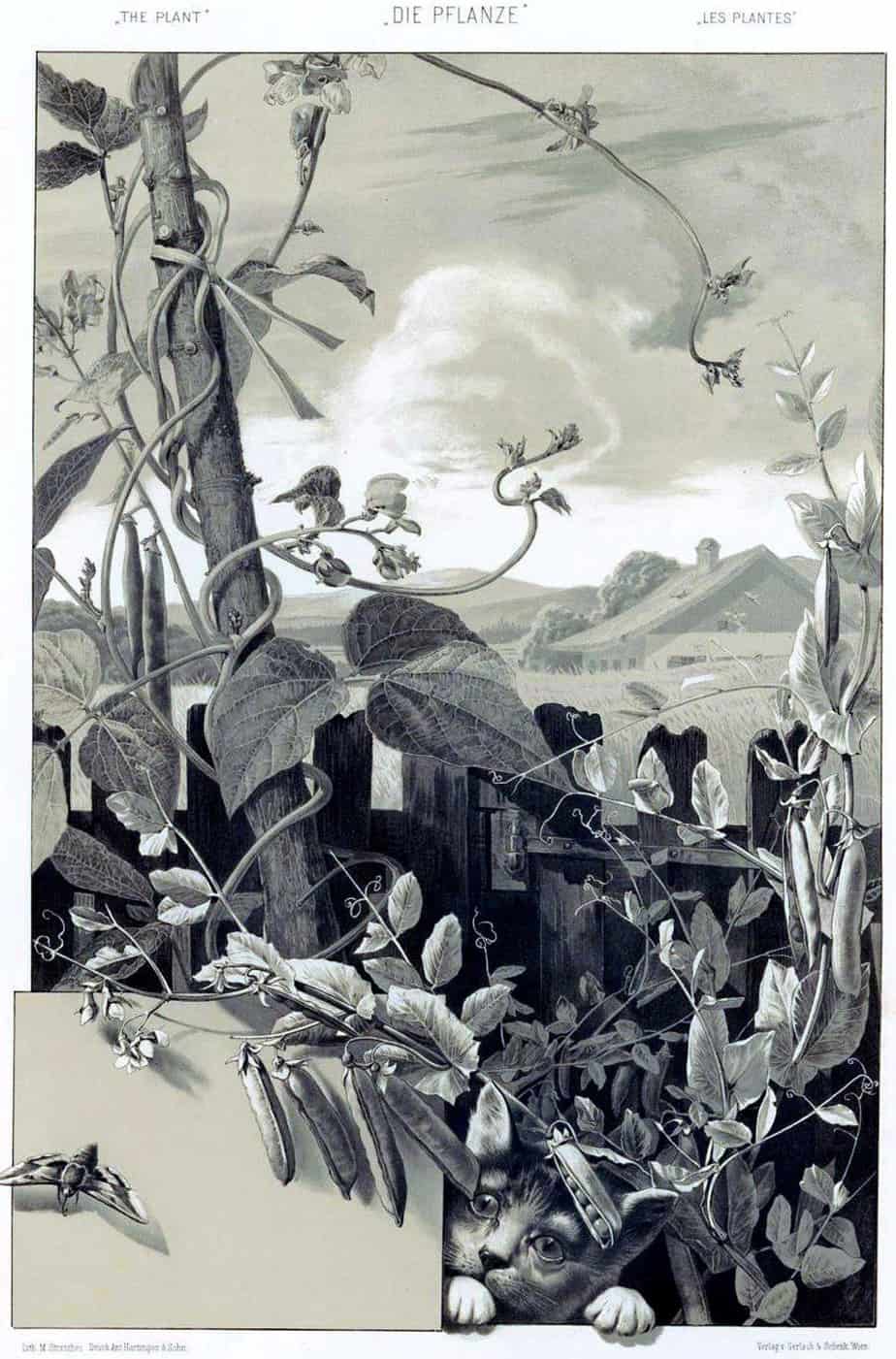 Anton Seder Die Pflanze Naturalistischer Teil pl 138 (1886-87) cat