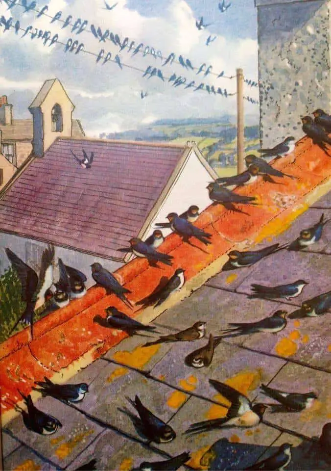 Charles-Tunnicliffe-Swallows-on-the-roof-of-Shorelands-illustration-for-‘What-to-Look-for-in-Autumn-1960