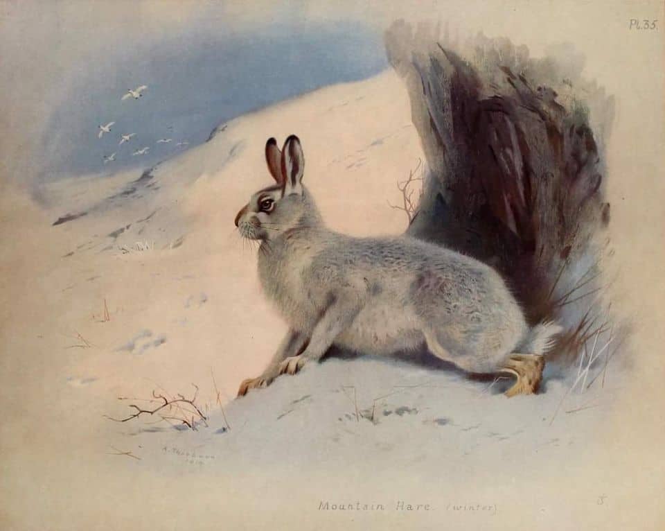 Mountain Hare (winter) Archibald Thorburn for ‘British Mammals, Vol. 2.’ ~ 1921
