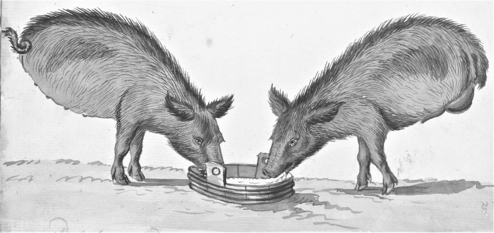 Pigs without hind legs near trough, Jan Brandes, 1785