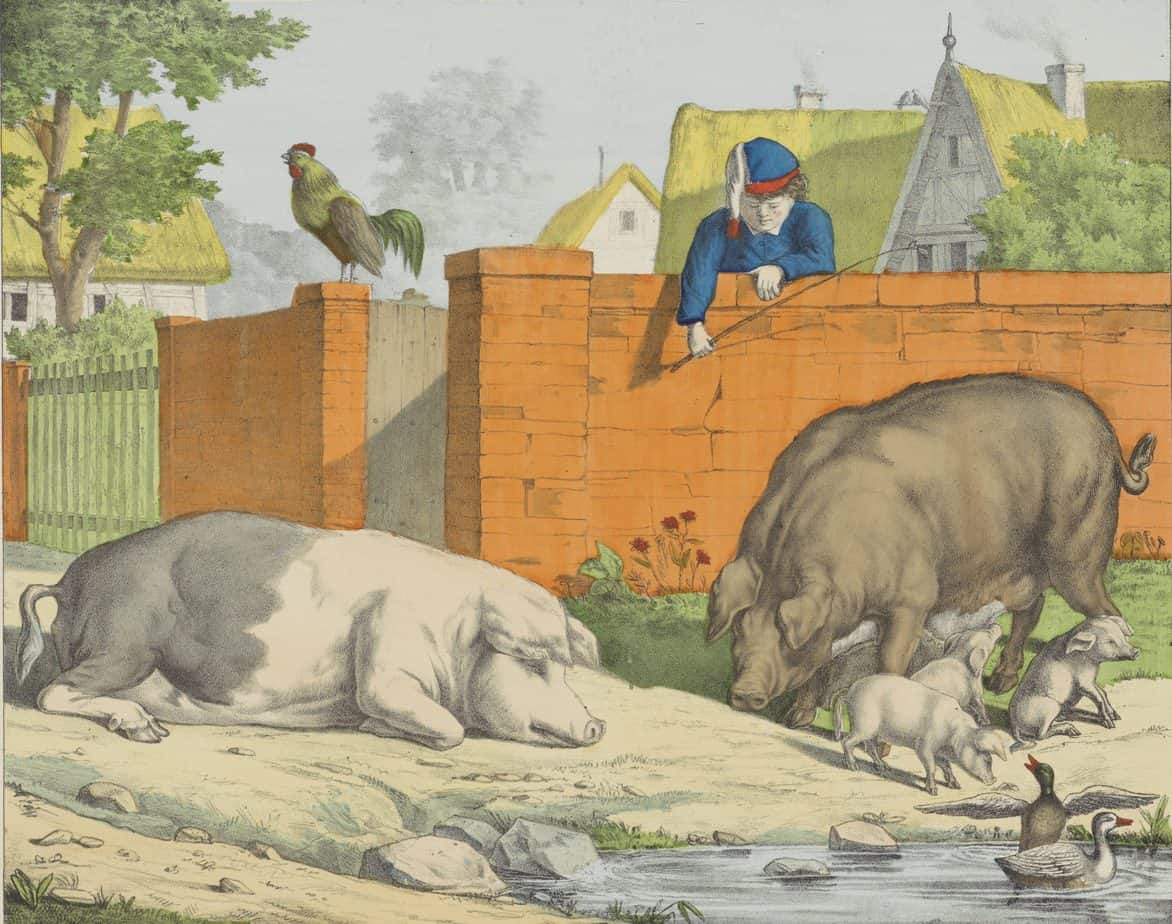 Porcs Pigs Zwijnen, firma Joseph Scholz, 1829 - 1880