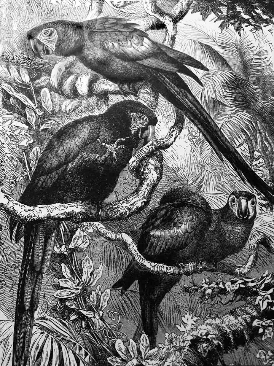 from a school book published in1892 Feet & Wings by Harrison Weir parrots