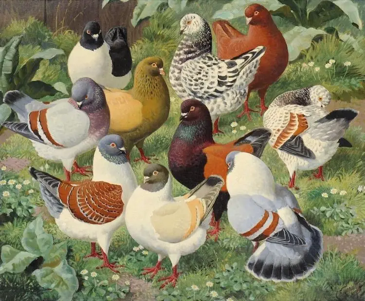 Pigeons In Art and Storytelling