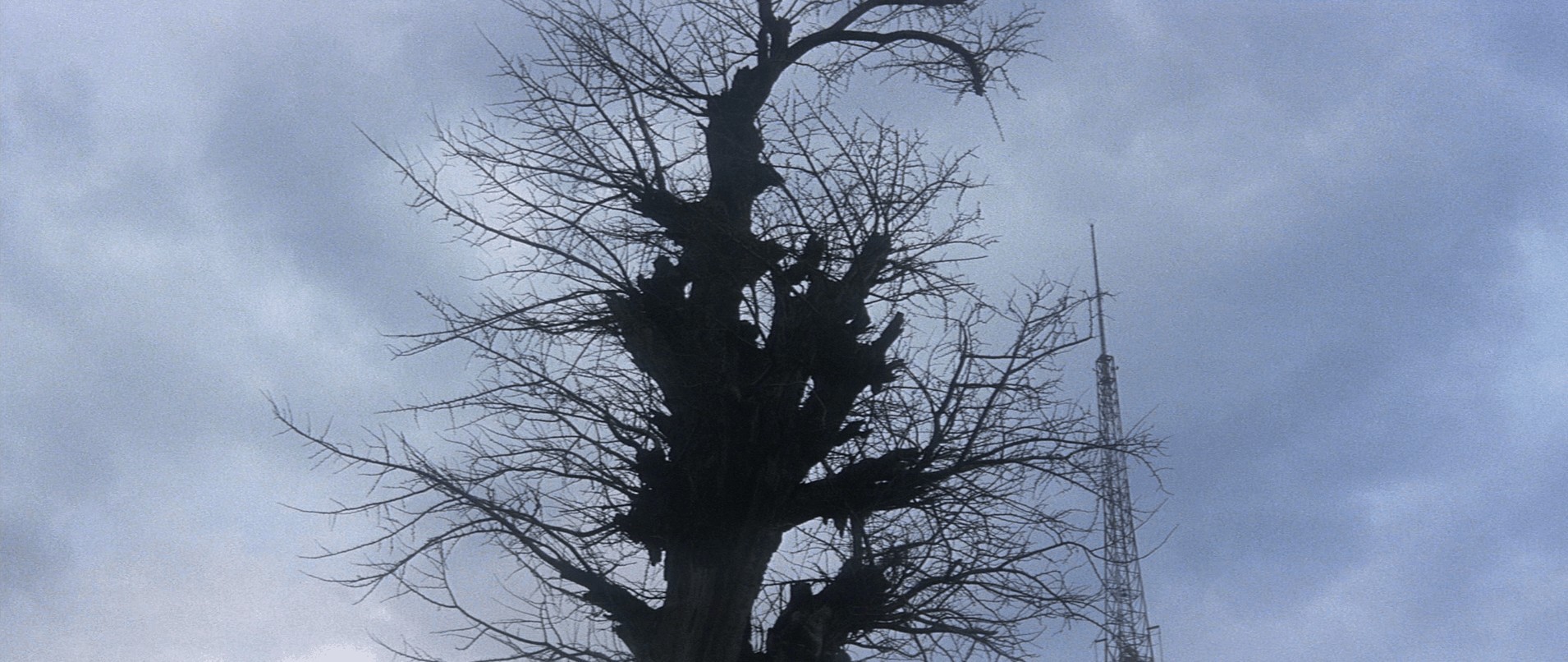 Screen cap of a tree from Tokyo Drifter