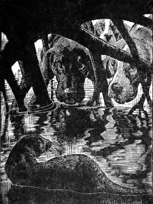 Charles Frederick Tunnicliffe (1901-1979) illustration for Tarka the Otter (1932 publication)