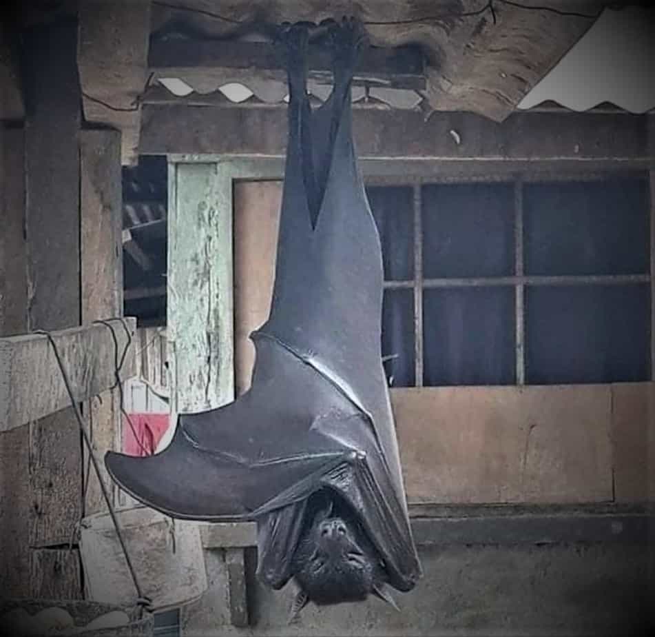 This is an enormous bat from the Philippines, posted on Reddit.