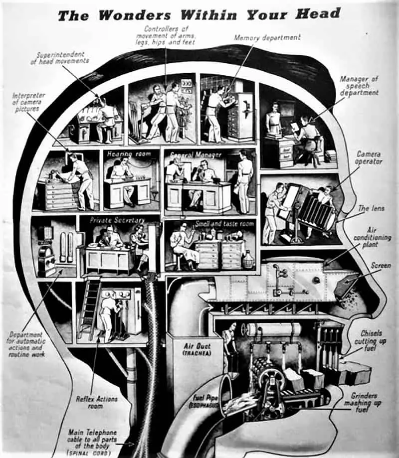 From the December 6, 1938 of LOOK magazine "The Wonders Within Your Head"
