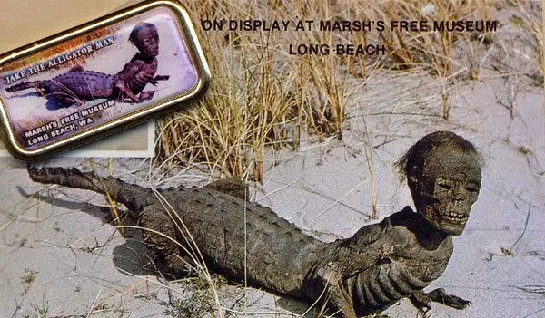 On display at Marsh's Free Museum Long Beach: Jake the Alligator Man (a chimera)