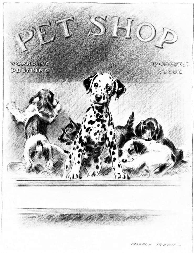 Morgan Dennis (1892-1960), American illustrator known mainly for his paintings of dogs. Puppies in a pet shop, 1947