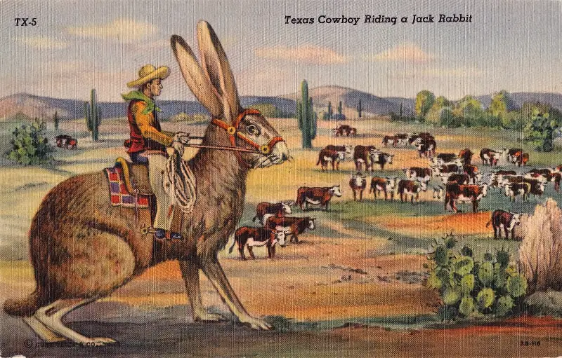 A Texas Jackrabbit post card 1950s