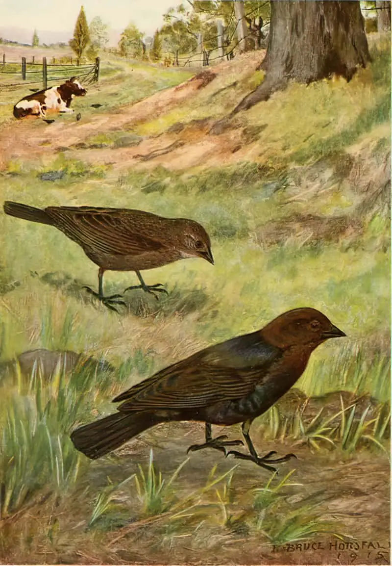 Bird Biographies A Guide-Book for Beginners by Alice Eliza Ball (1867-1948) Illustrated by Robert Bruce Horsfall (1869-1948) New York Dodd, Mead and Company, Inc., 1923 cowbird