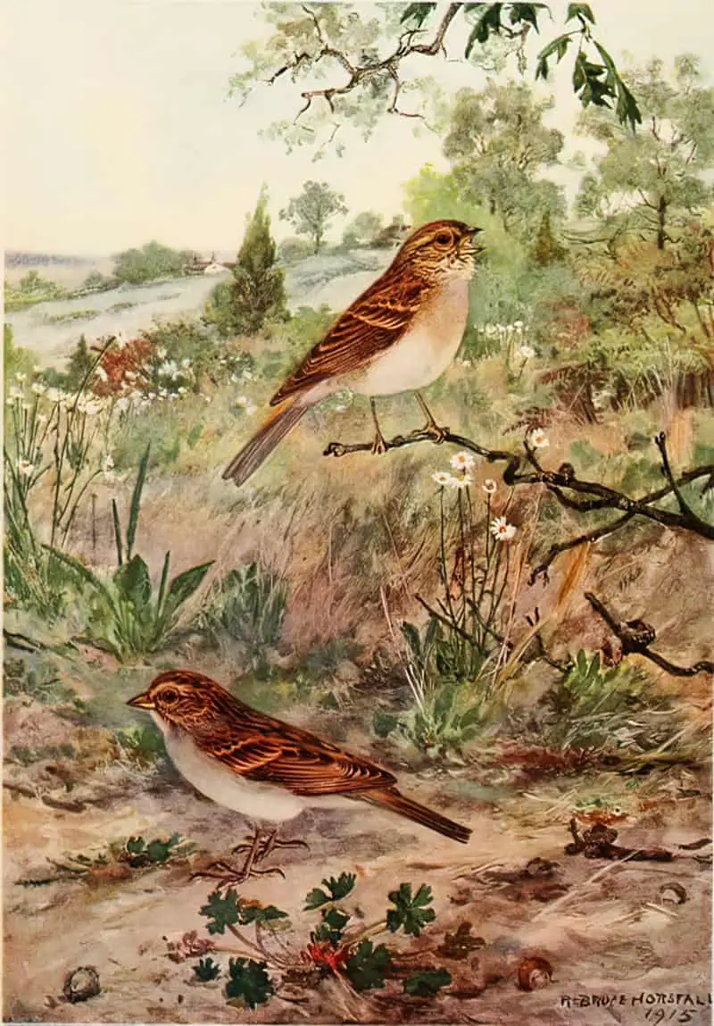 Bird Biographies A Guide-Book for Beginners by Alice Eliza Ball (1867-1948) Illustrated by Robert Bruce Horsfall (1869-1948) New York Dodd, Mead and Company, Inc., 1923 field sparrow