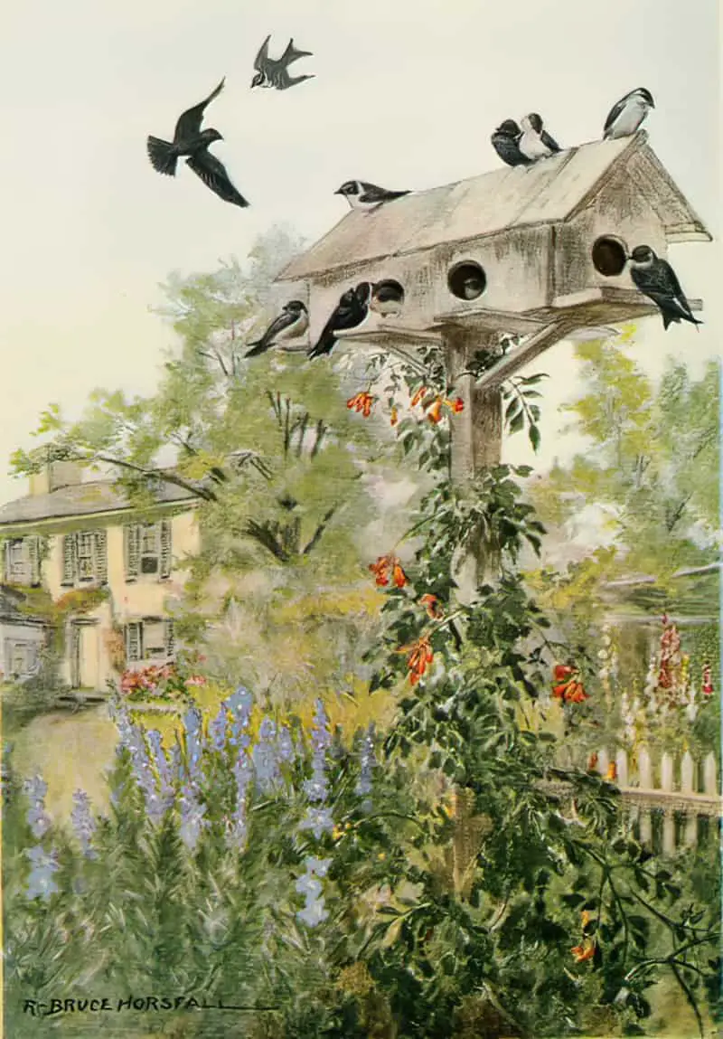 Bird Biographies A Guide-Book for Beginners by Alice Eliza Ball (1867-1948) Illustrated by Robert Bruce Horsfall (1869-1948) New York Dodd, Mead and Company, Inc., 1923 purple martin