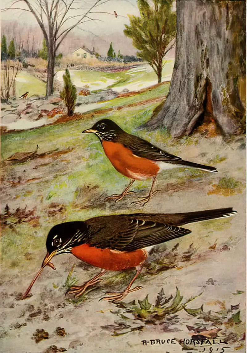 Bird Biographies A Guide-Book for Beginners by Alice Eliza Ball (1867-1948) Illustrated by Robert Bruce Horsfall (1869-1948) New York Dodd, Mead and Company, Inc., 1923 robin